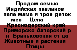 Продам семью Индийских павлинов - папа мама и трое деток-2мес. › Цена ­ 40 000 - Краснодарский край, Приморско-Ахтарский р-н, Бриньковская ст-ца Животные и растения » Птицы   